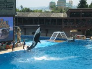 Click to Enter 'Baby Shamu1' Page